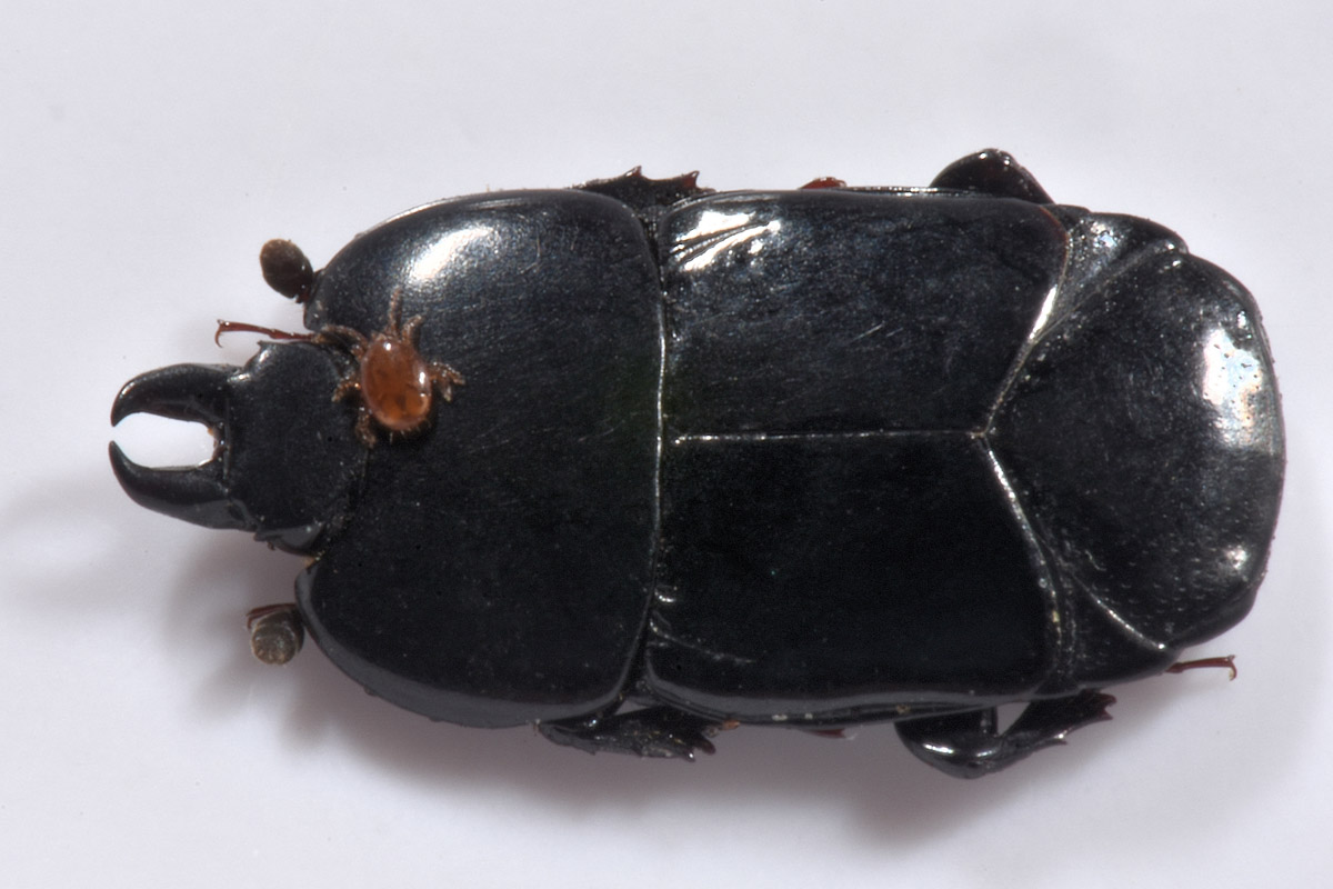 Sottiletta volante: Hololepta plana?  S !